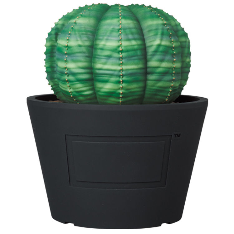 Normal Euphorbia Obesa VCD by Botanize