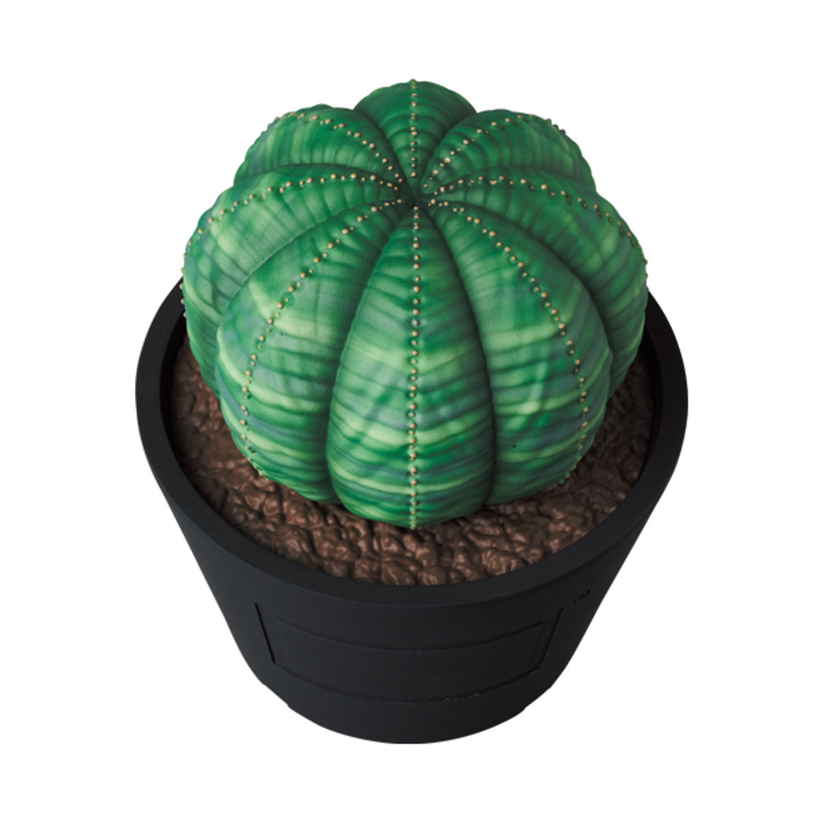 Normal Euphorbia Obesa VCD