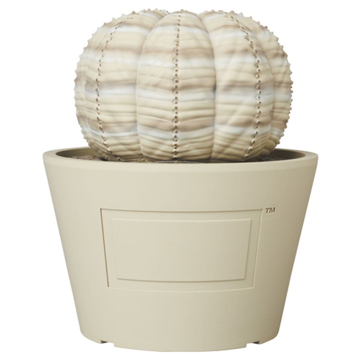 Beige Euphorbia Obesa VCD