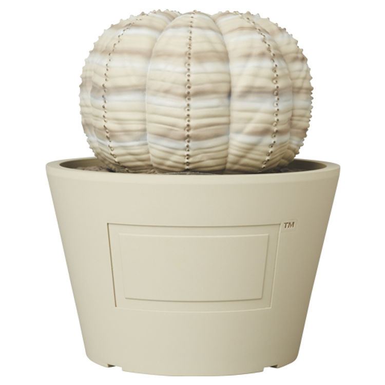 Beige Euphorbia Obesa VCD by Botanize