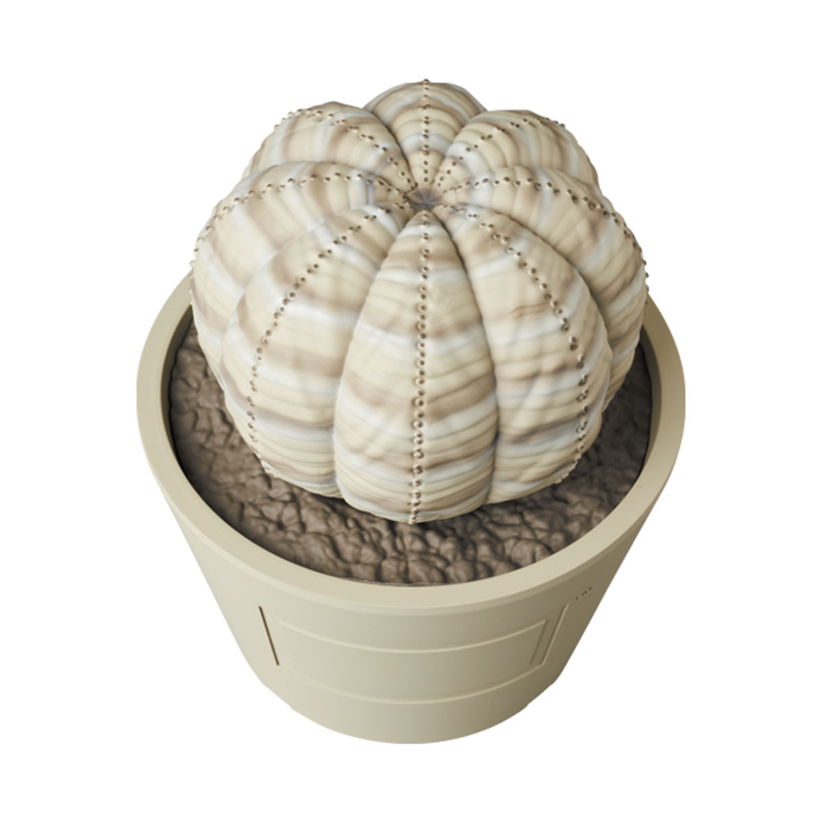 Beige Euphorbia Obesa VCD