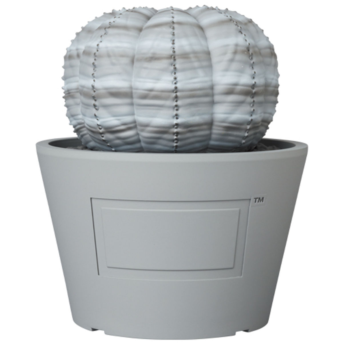 Gray Euphorbia Obesa VCD