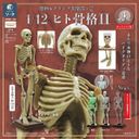 Hakubutsu Modeling Club 1 1/12 Human Skeleton II Blind Box